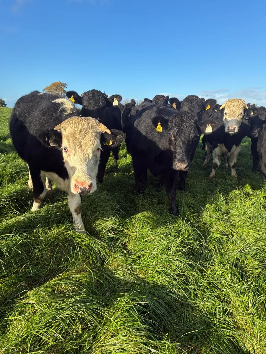 Angus and Hereford bullocks - Image 2