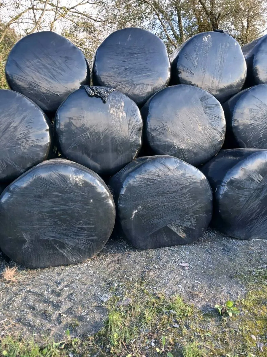 Silage Bales - Image 2