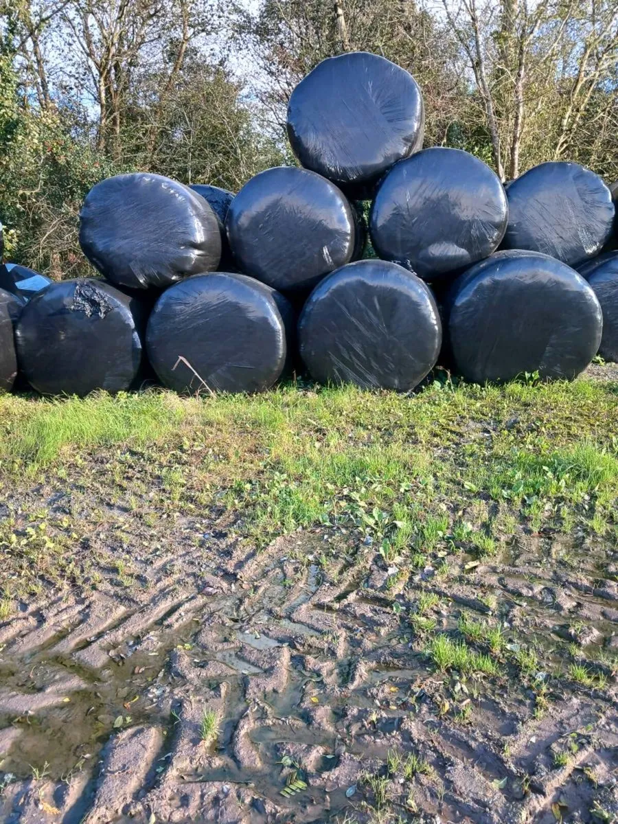 Silage Bales - Image 3