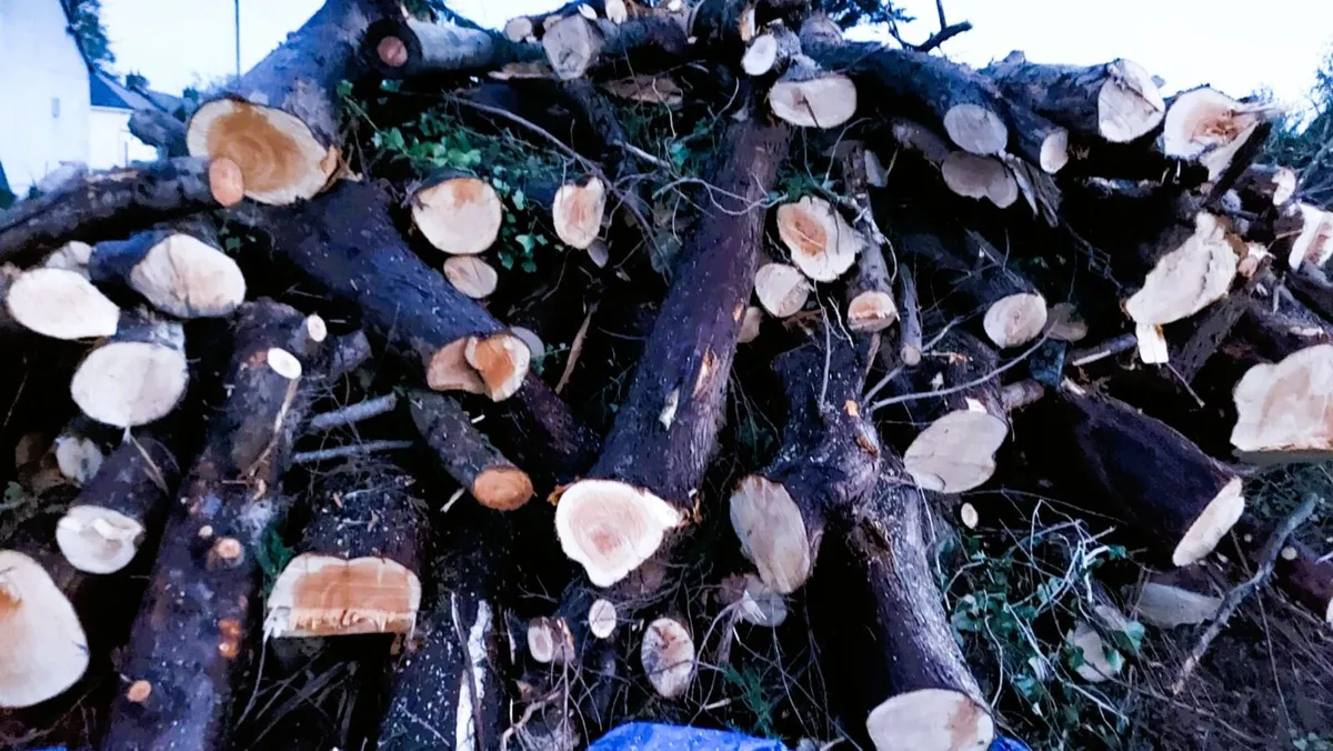 Job Lot Raw Tree Logs/ Green Wood Firewood Project