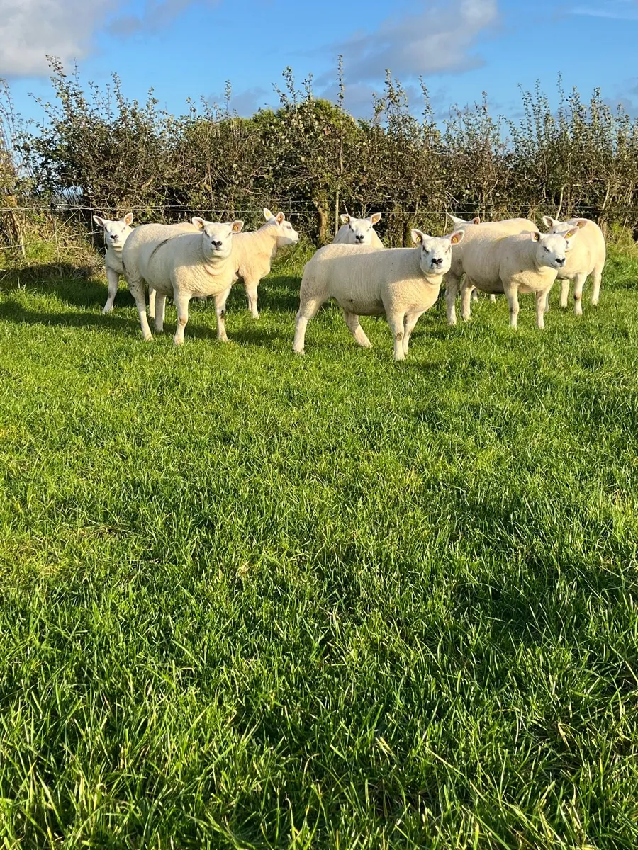 Pedigree Texel Ewe Lambs - Image 1