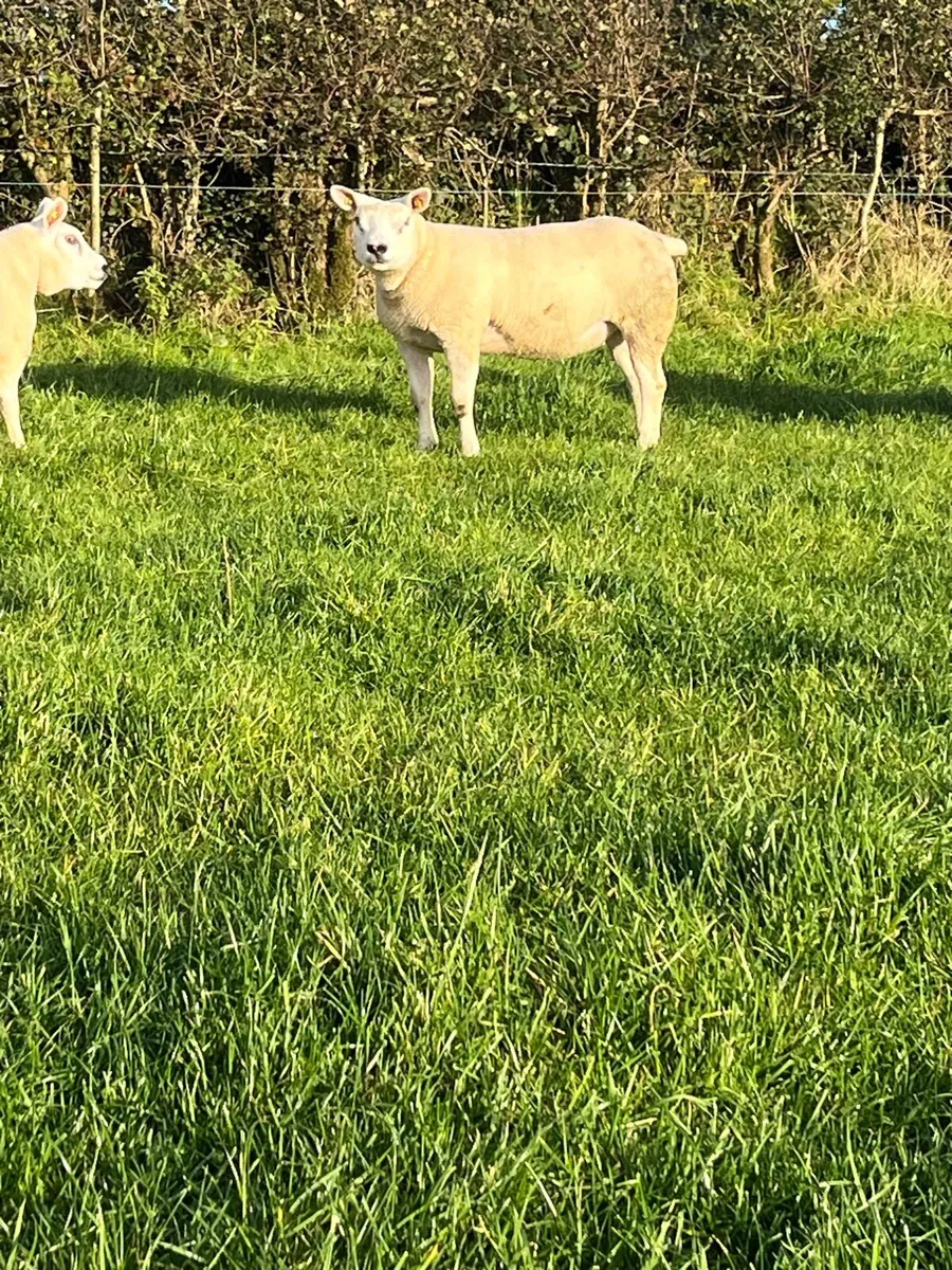 Pedigree Texel Ewe Lambs - Image 4