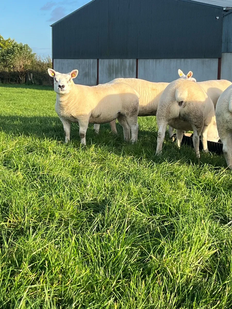 Pedigree Texel Ewe Lambs - Image 2