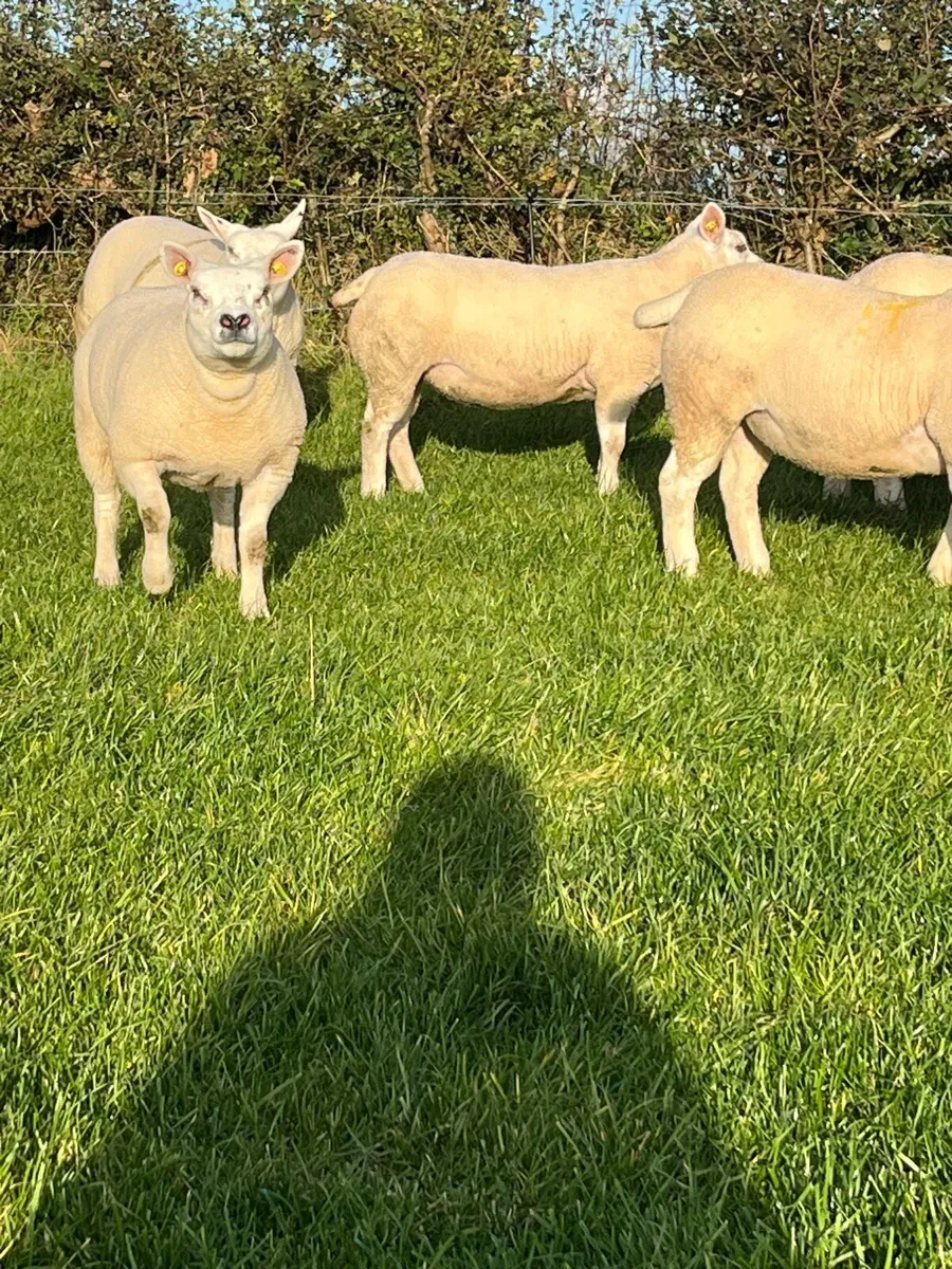 Pedigree Texel Ewe Lambs - Image 3