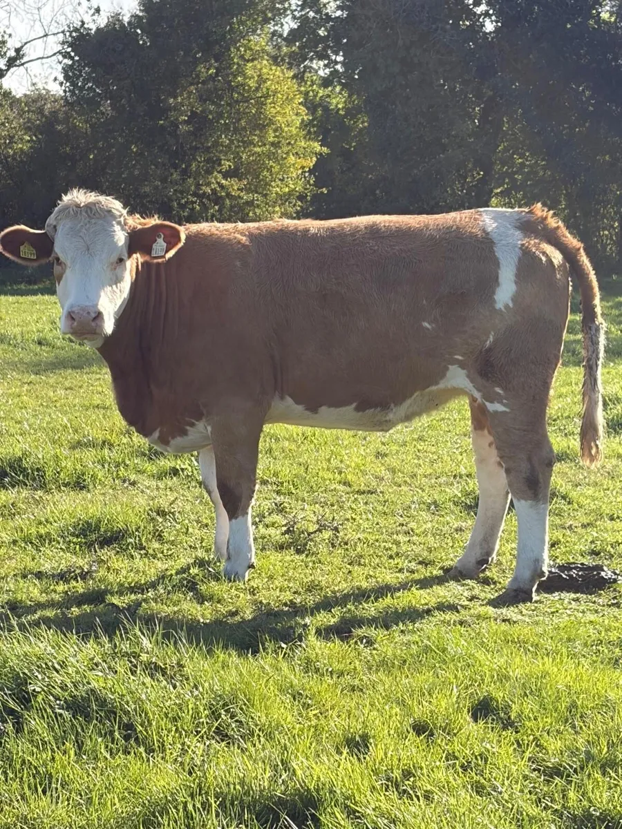 Springers - Image 1