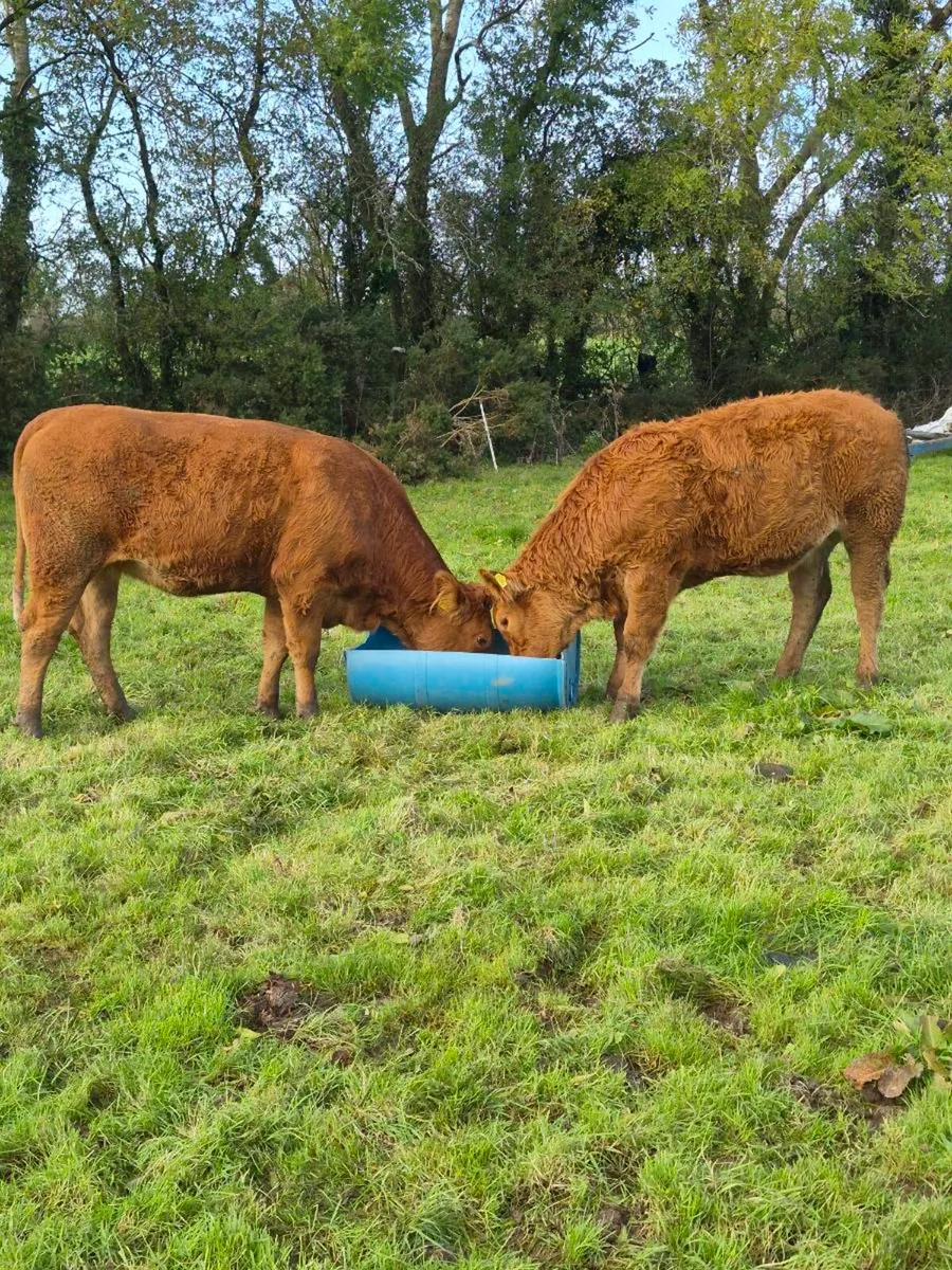 2 limousine heifers - Image 1