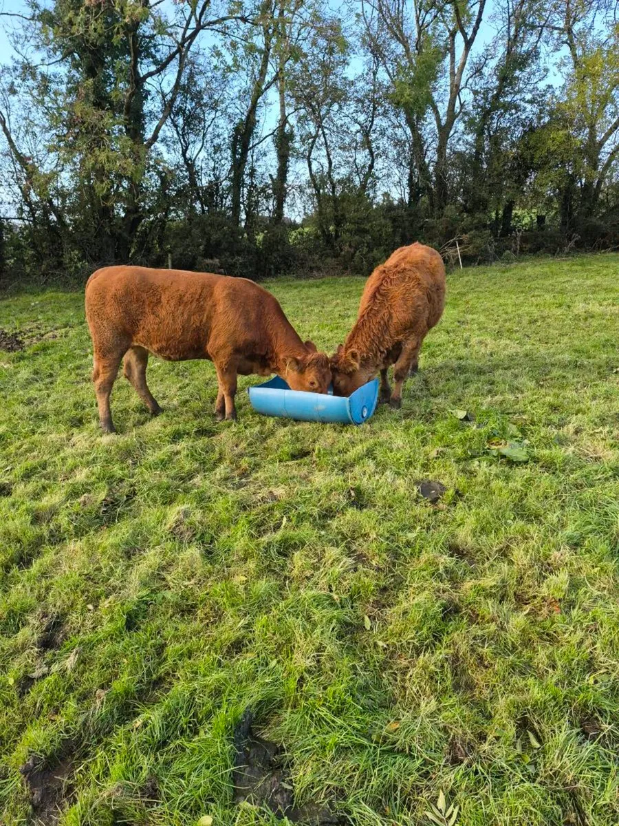 2 limousine heifers - Image 3