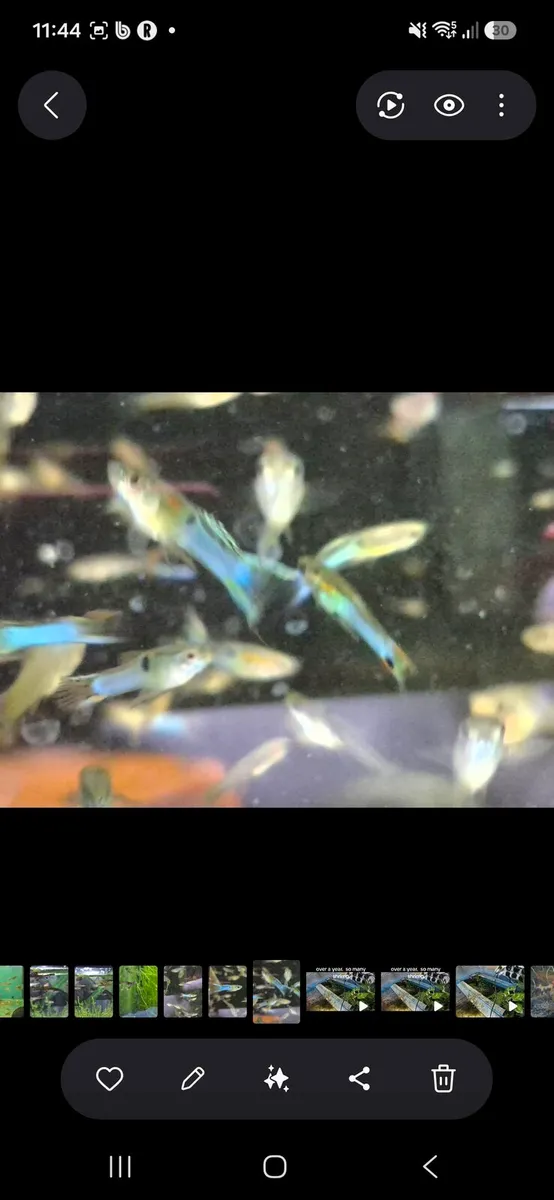 Japanese Blue Endlers guppies - Image 1