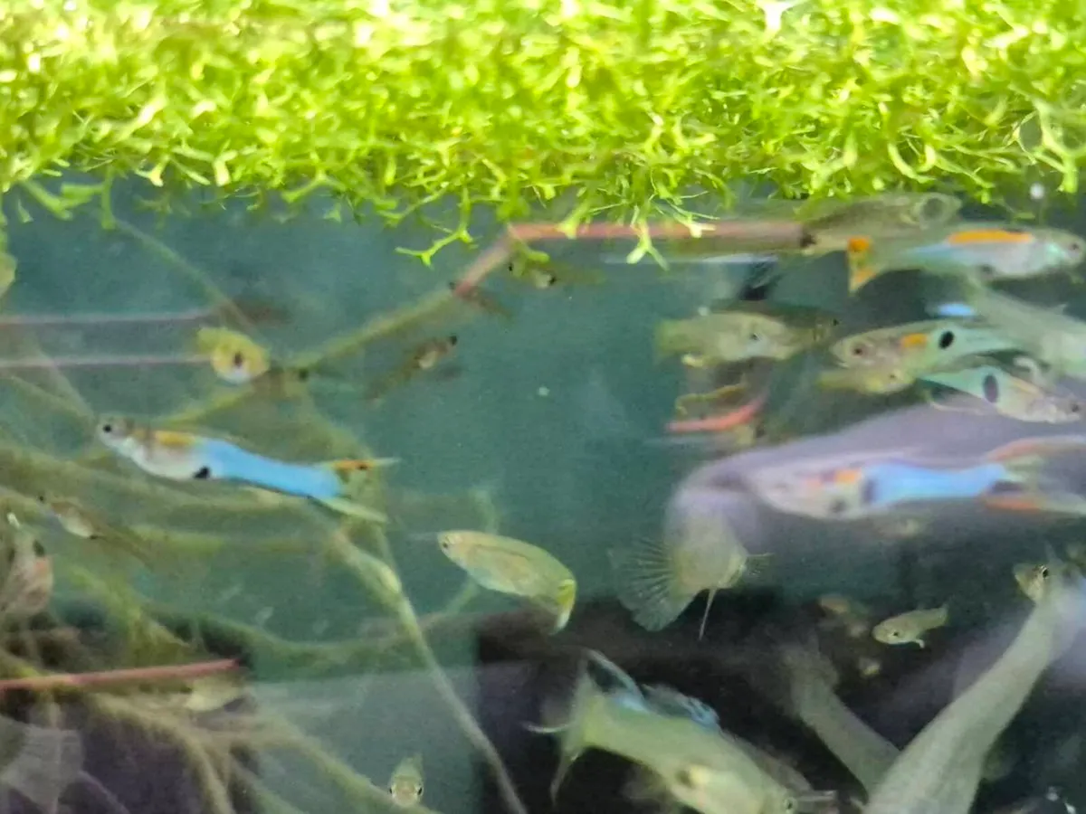 Japanese Blue Endlers guppies - Image 2