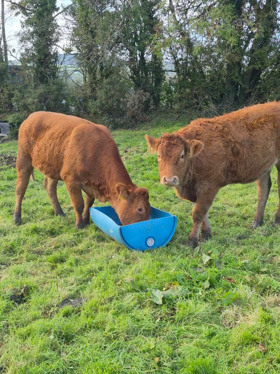 2 limousine heifers - Image 4