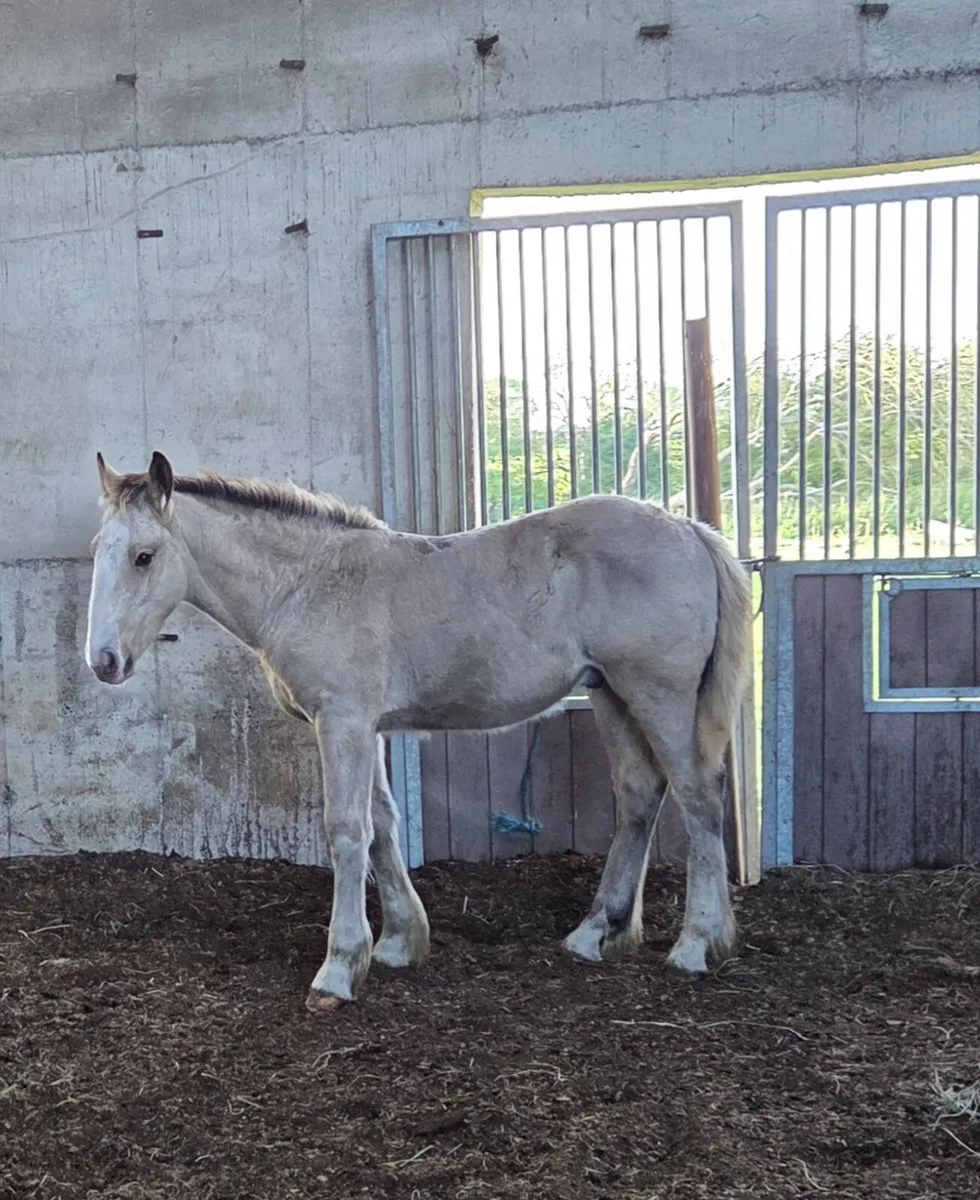 Colt foal - Image 1