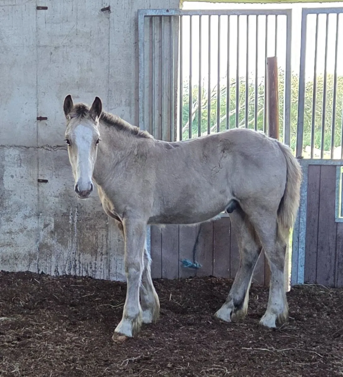 Colt foal - Image 2