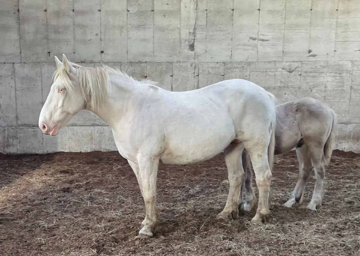 Colt foal - Image 3