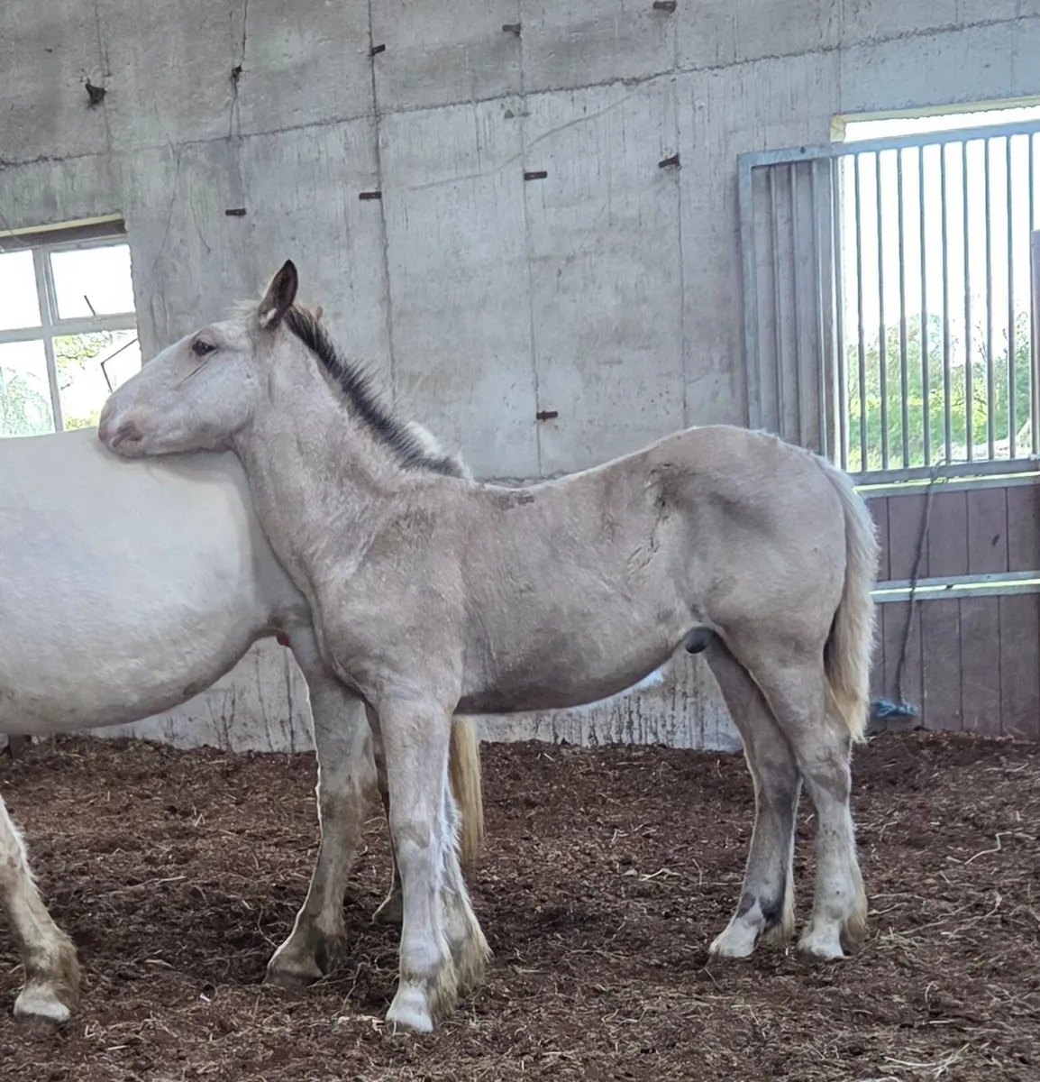 Colt foal - Image 4