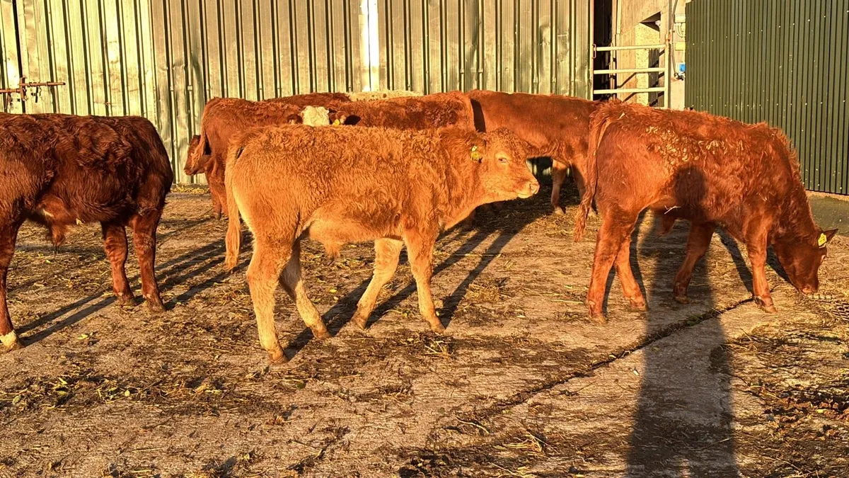10 super limosin bull weanlings - Image 1