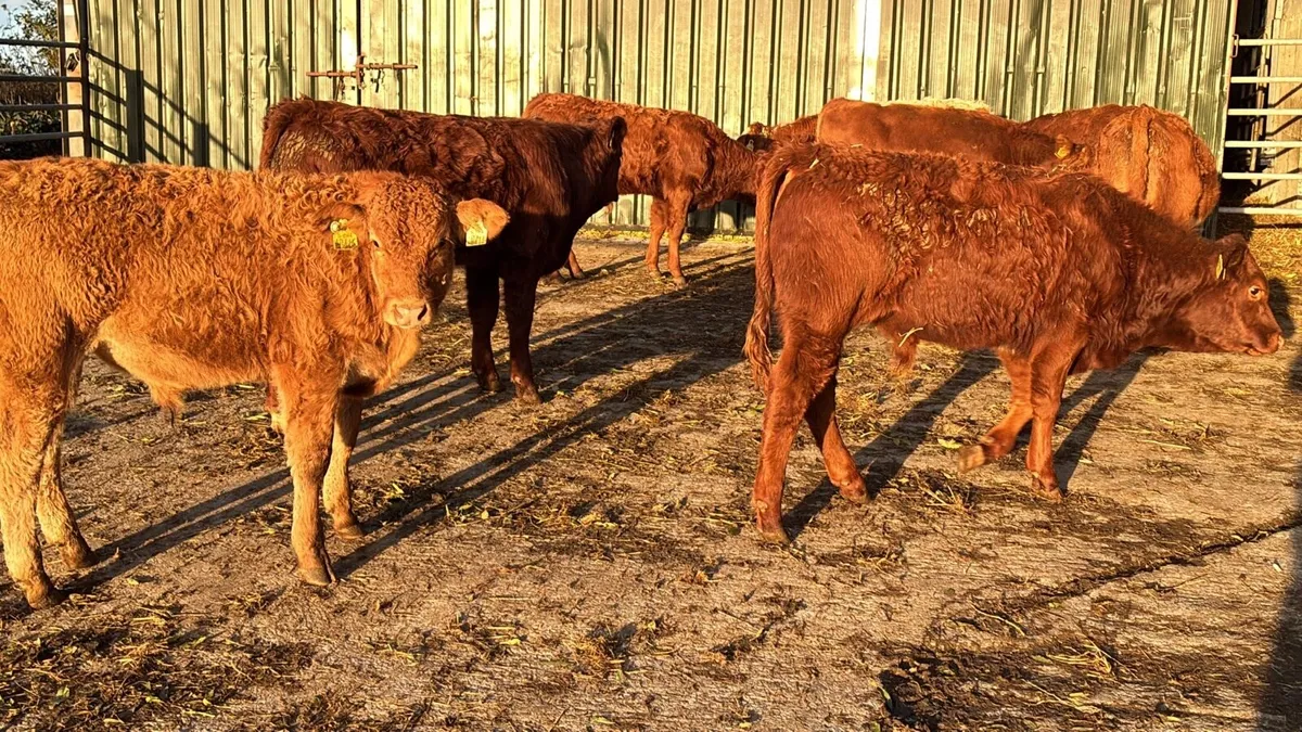 10 super limosin bull weanlings - Image 2