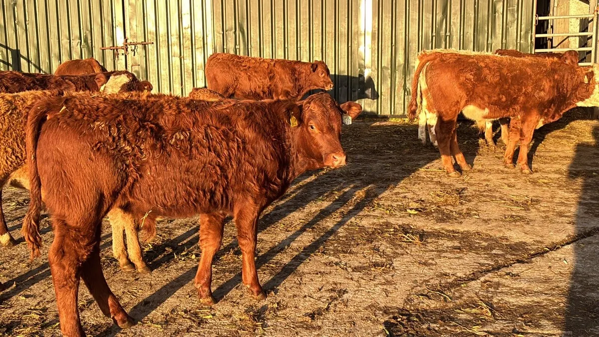 10 super limosin bull weanlings - Image 3