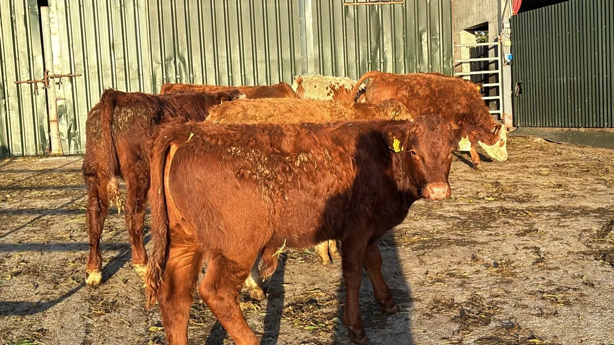 10 super limosin bull weanlings - Image 4