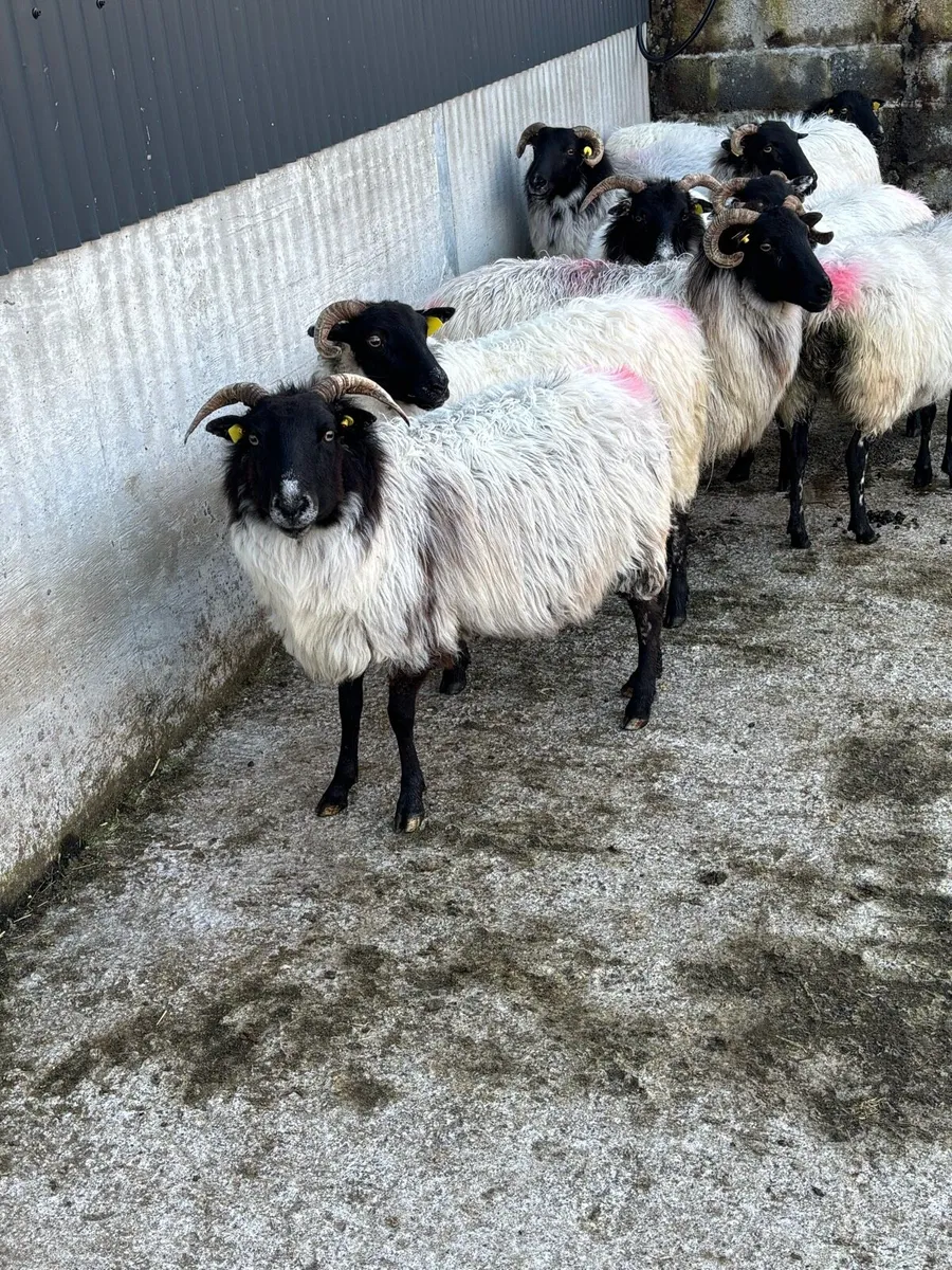 Blackface ewes
