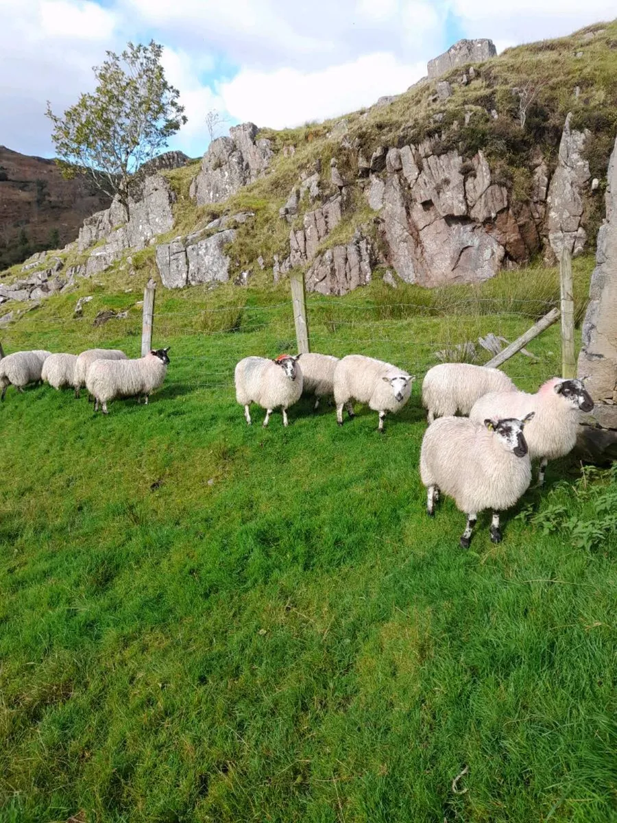 Ewe lambs - Image 1