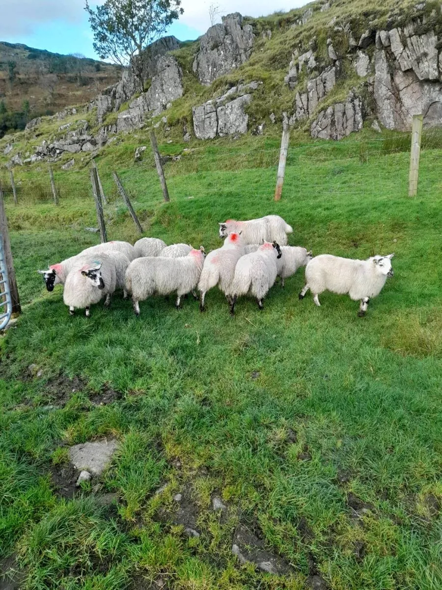 Ewe lambs - Image 2