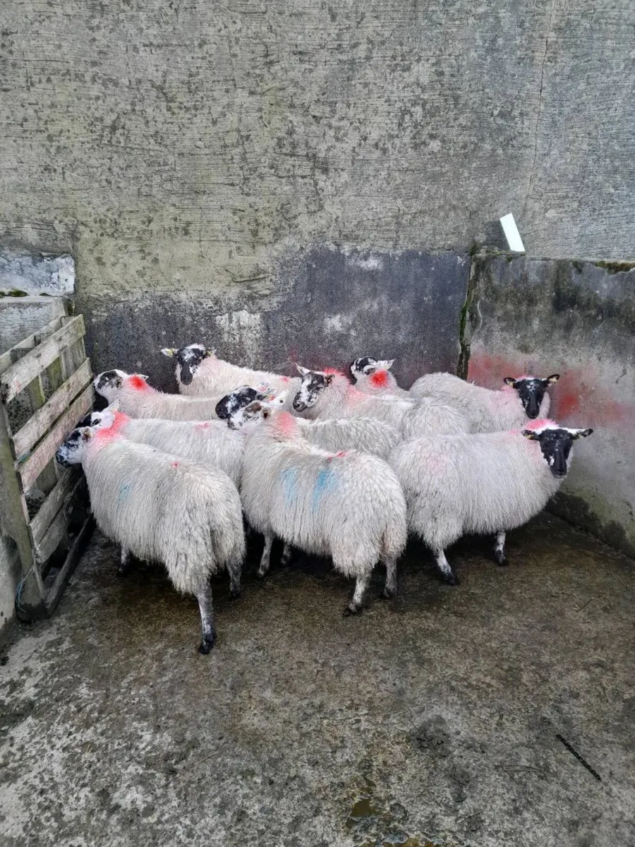 Ewe lambs - Image 3