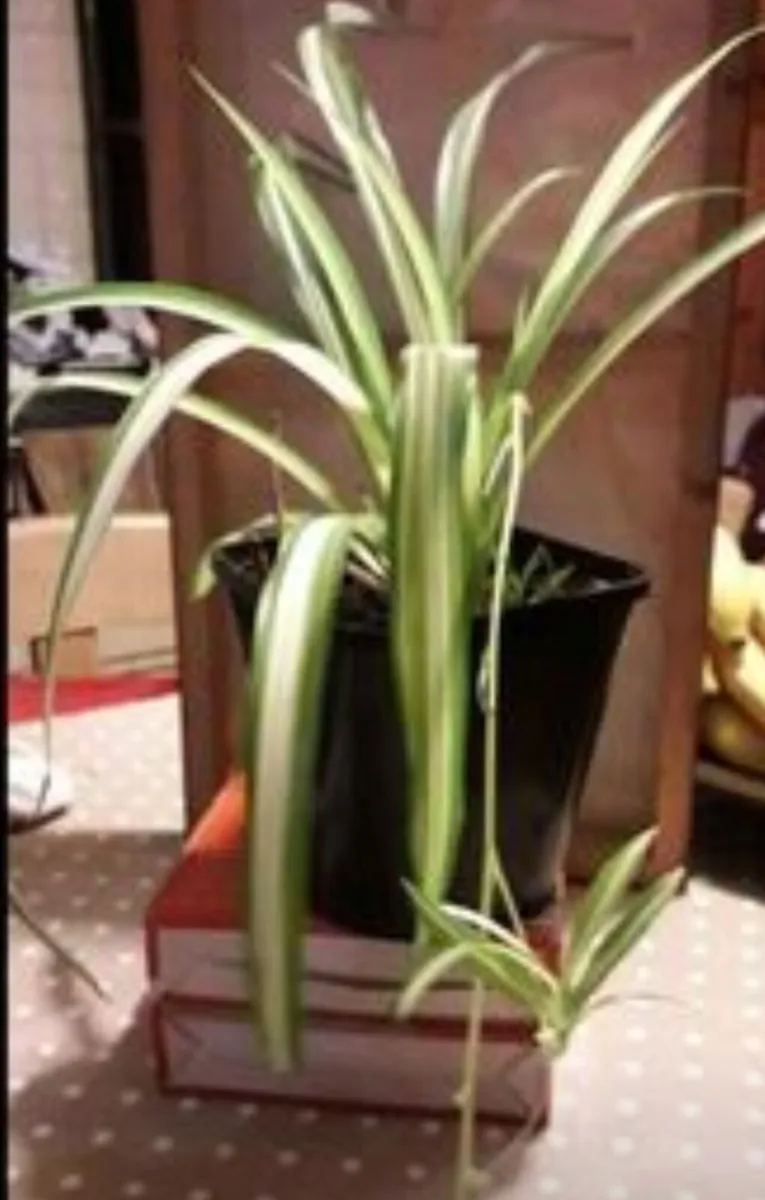 Spider plant all sizes €3 to €6, depends on sizes - Image 4