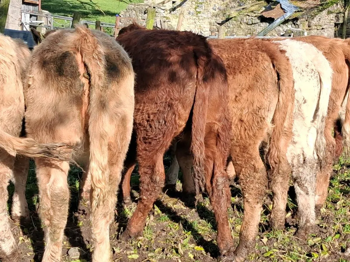 10 Continental Weanling Heifers - Image 2