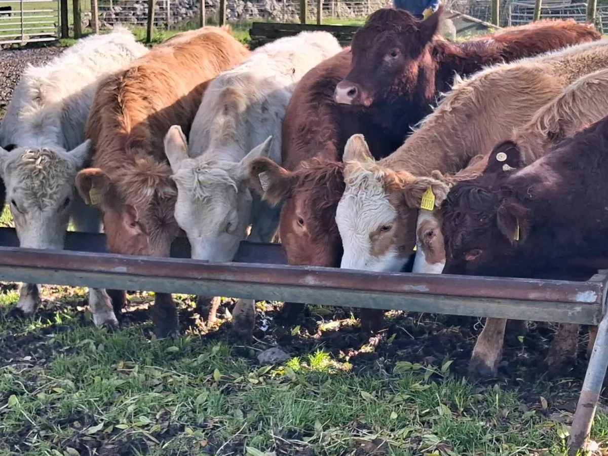 10 Continental Weanling Heifers - Image 4