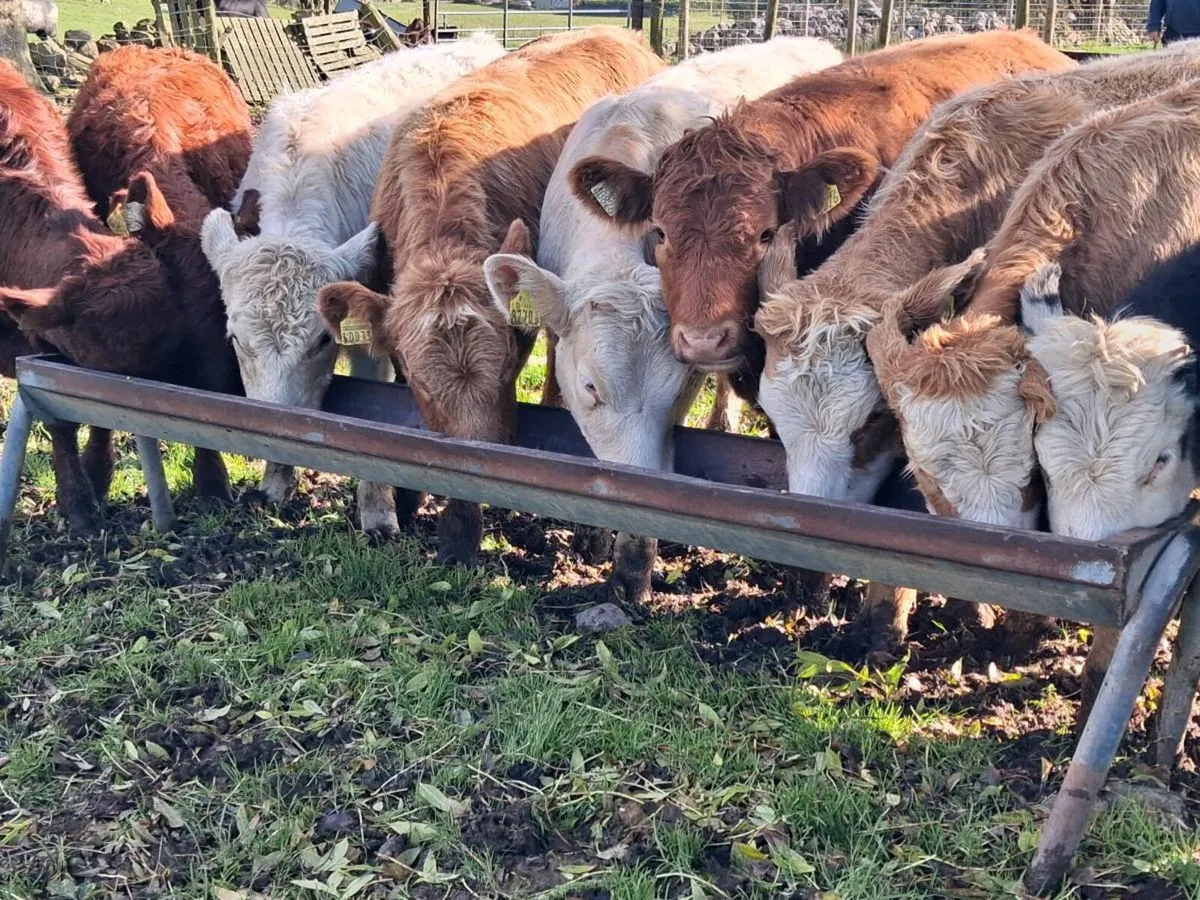 10 Continental Weanling Heifers - Image 1