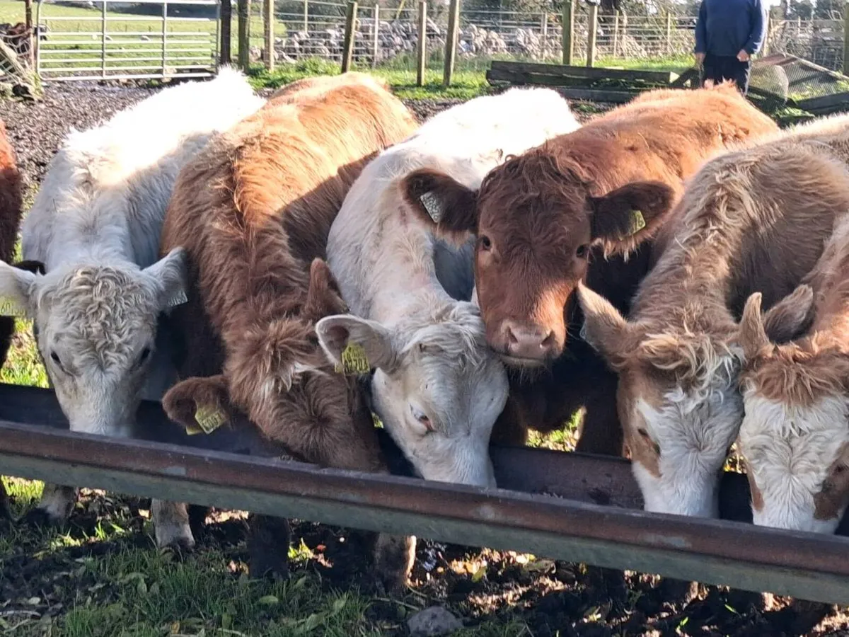 10 Continental Weanling Heifers - Image 3
