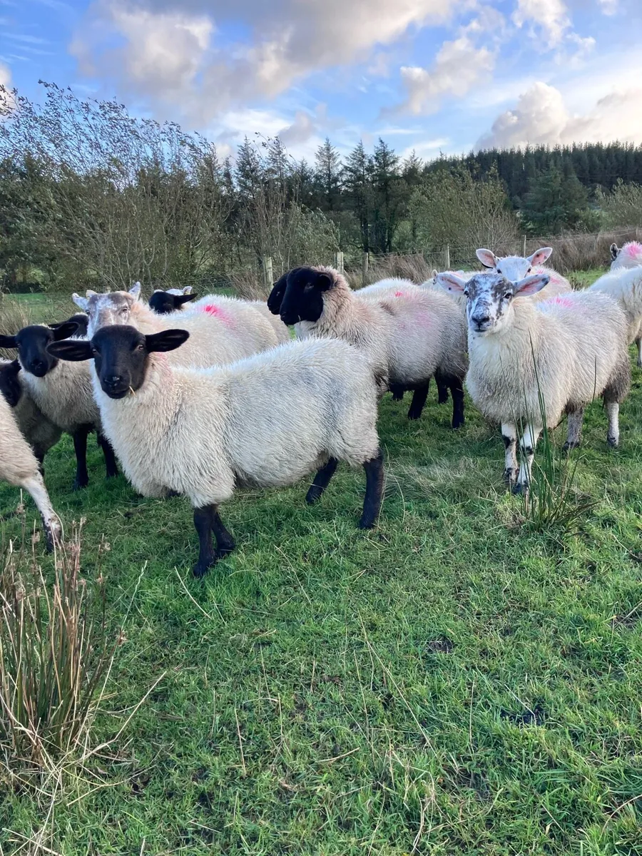 Ewe lambs - Image 2
