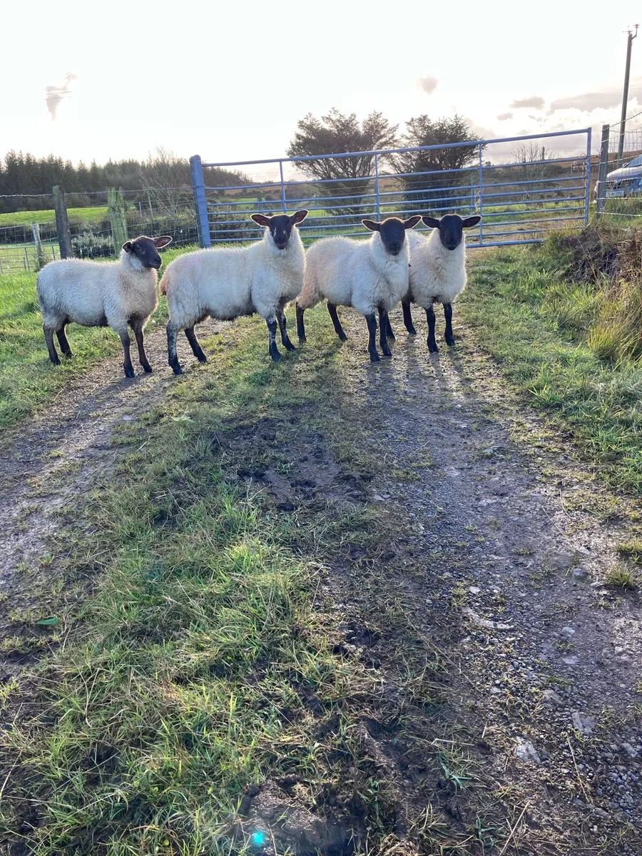 Ewe lambs - Image 3