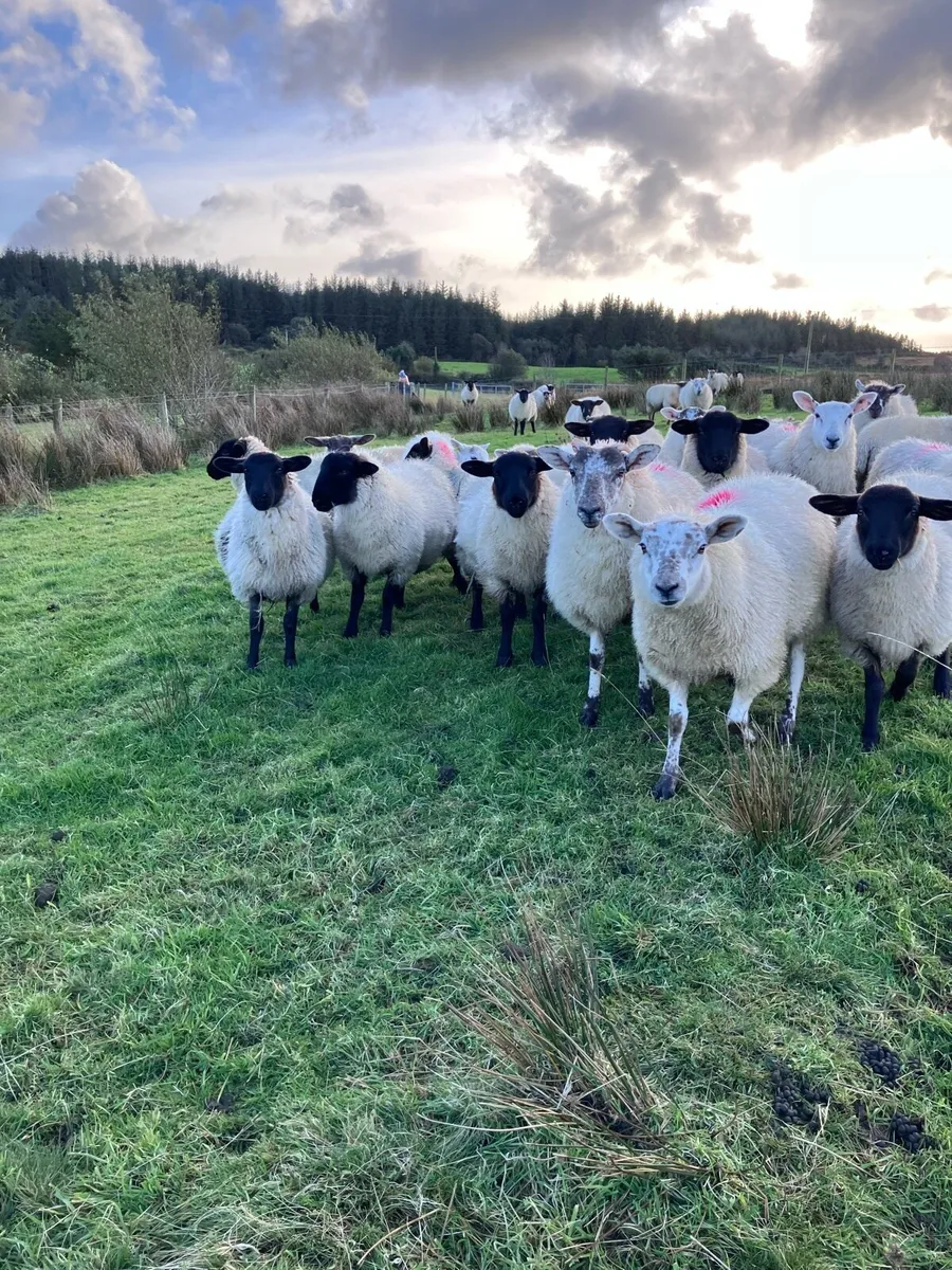 Ewe lambs - Image 4
