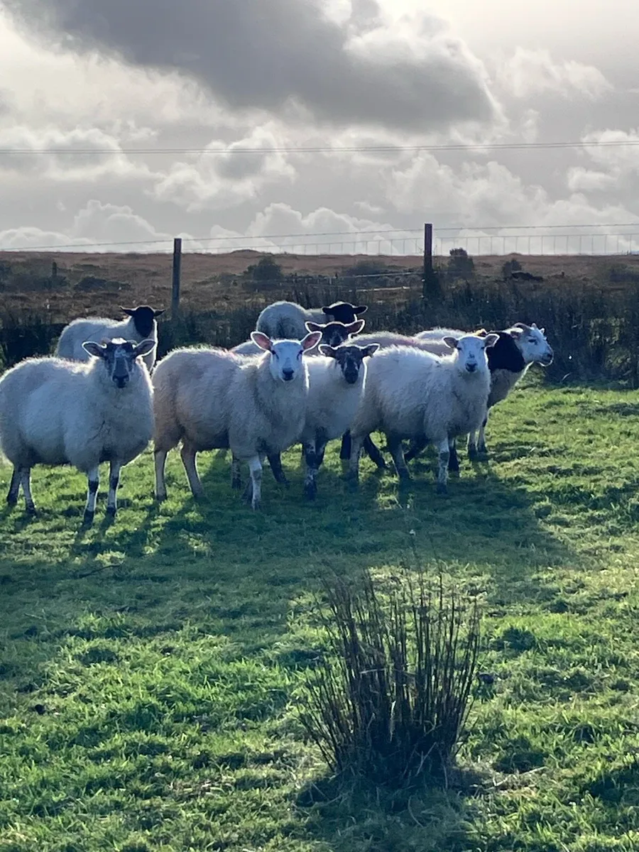 Ewe lambs - Image 1