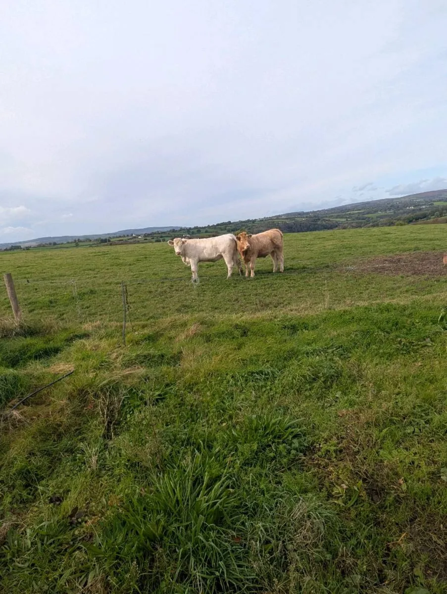Incalf Charloais heifers - Image 4