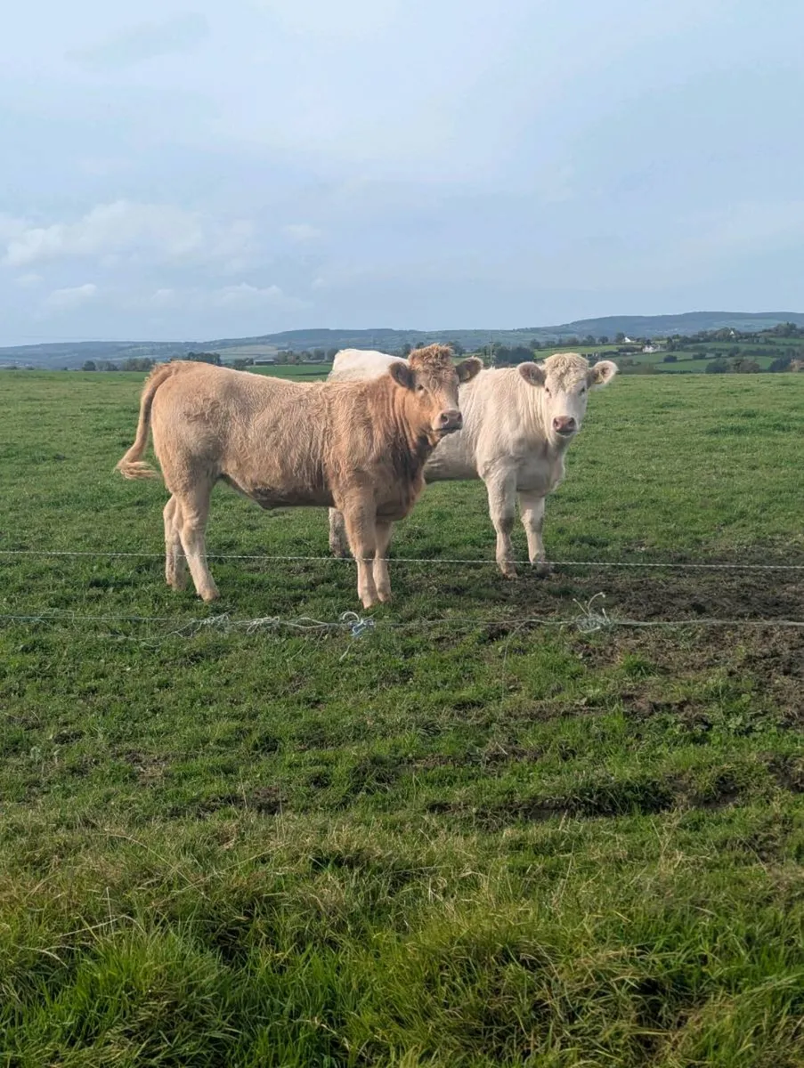 Incalf Charloais heifers - Image 1