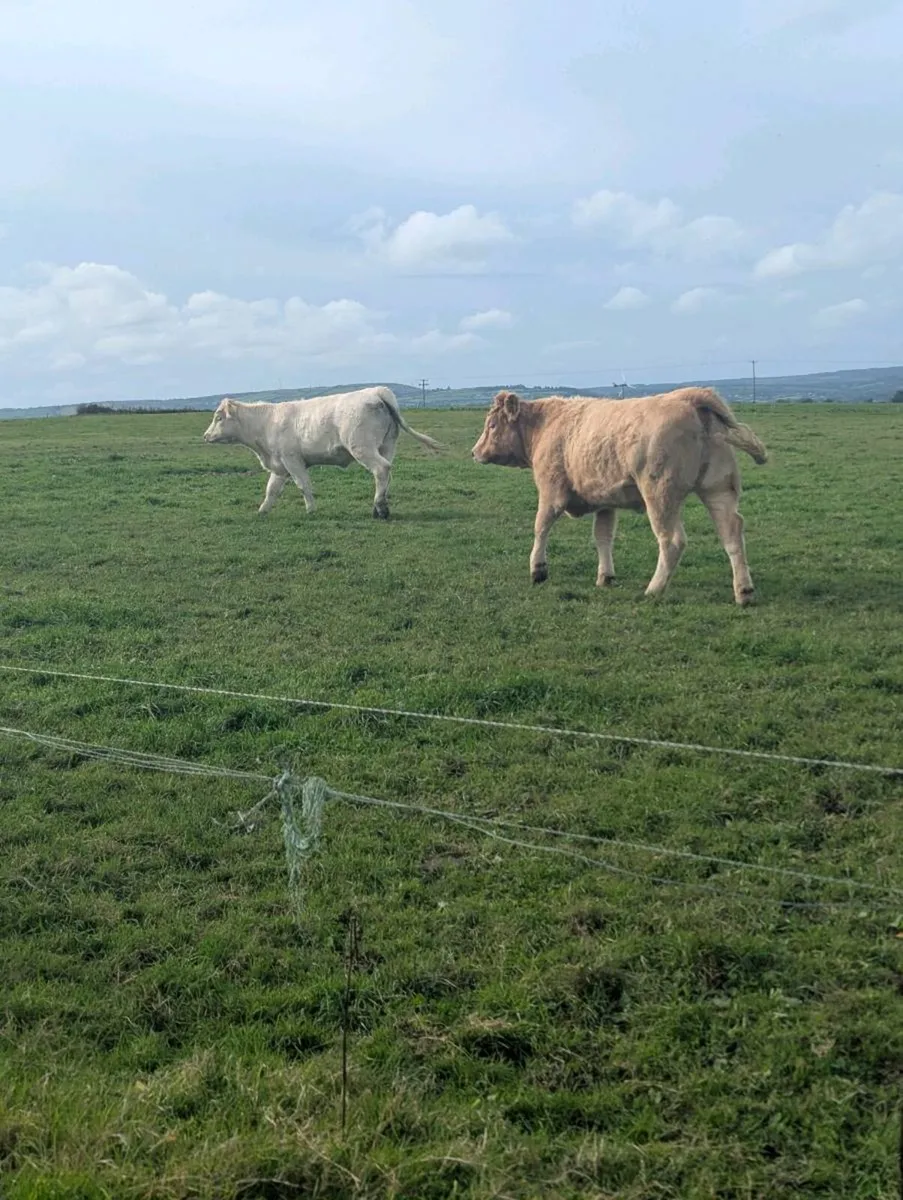Incalf Charloais heifers - Image 2