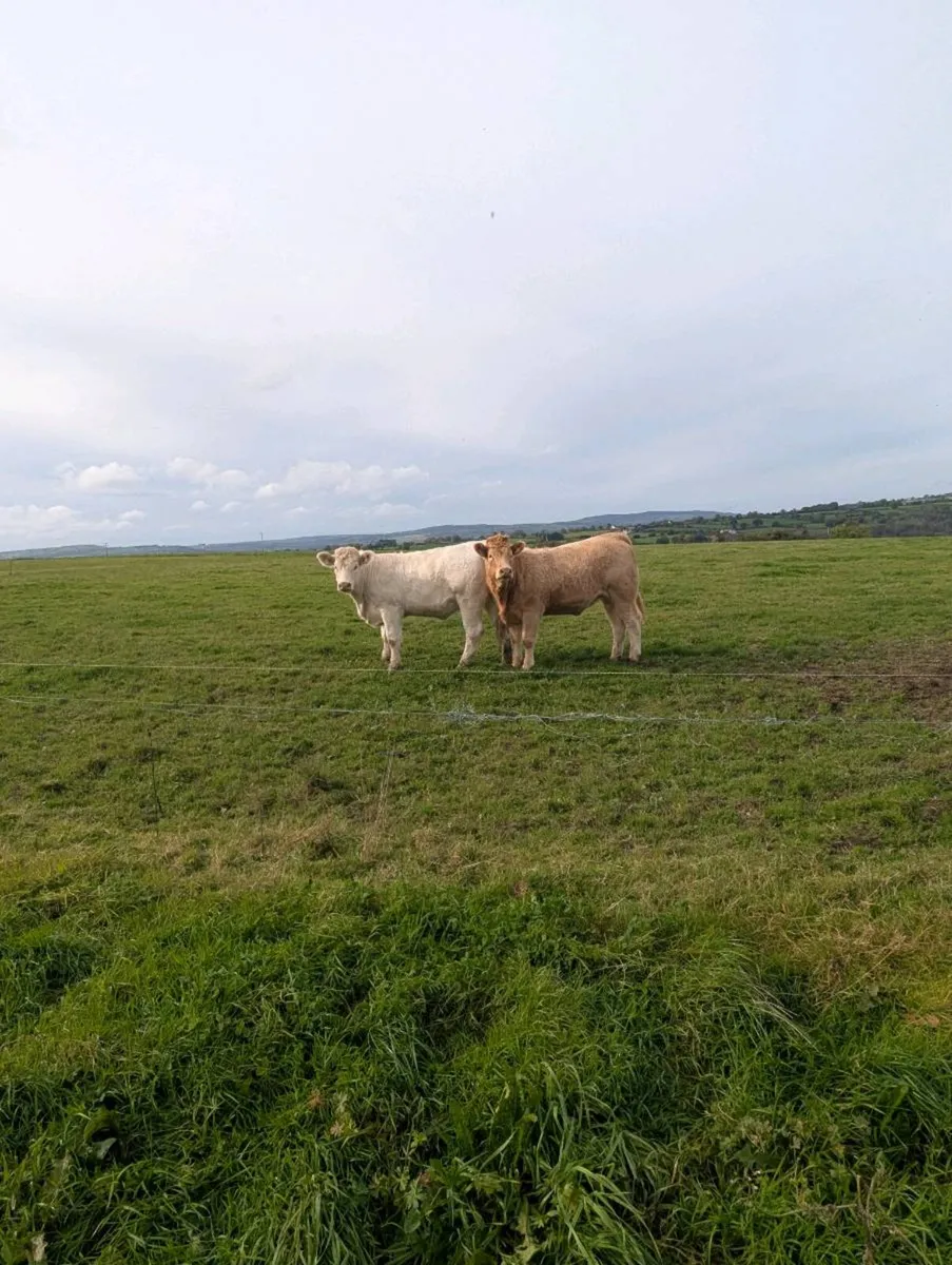 Incalf Charloais heifers - Image 3
