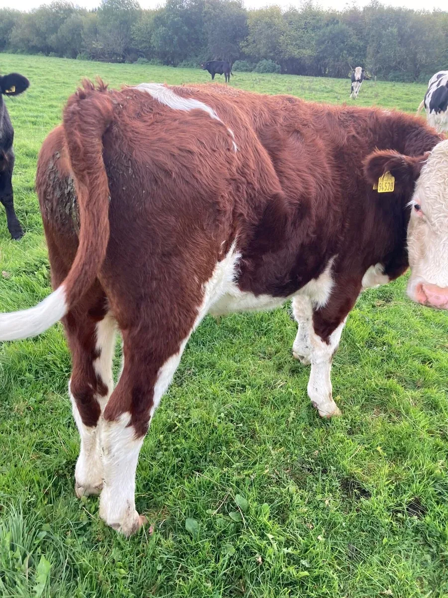 25 smashing store bullocks - Image 1