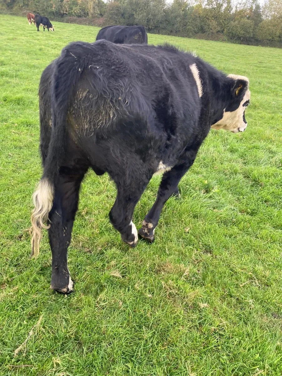25 smashing store bullocks - Image 3