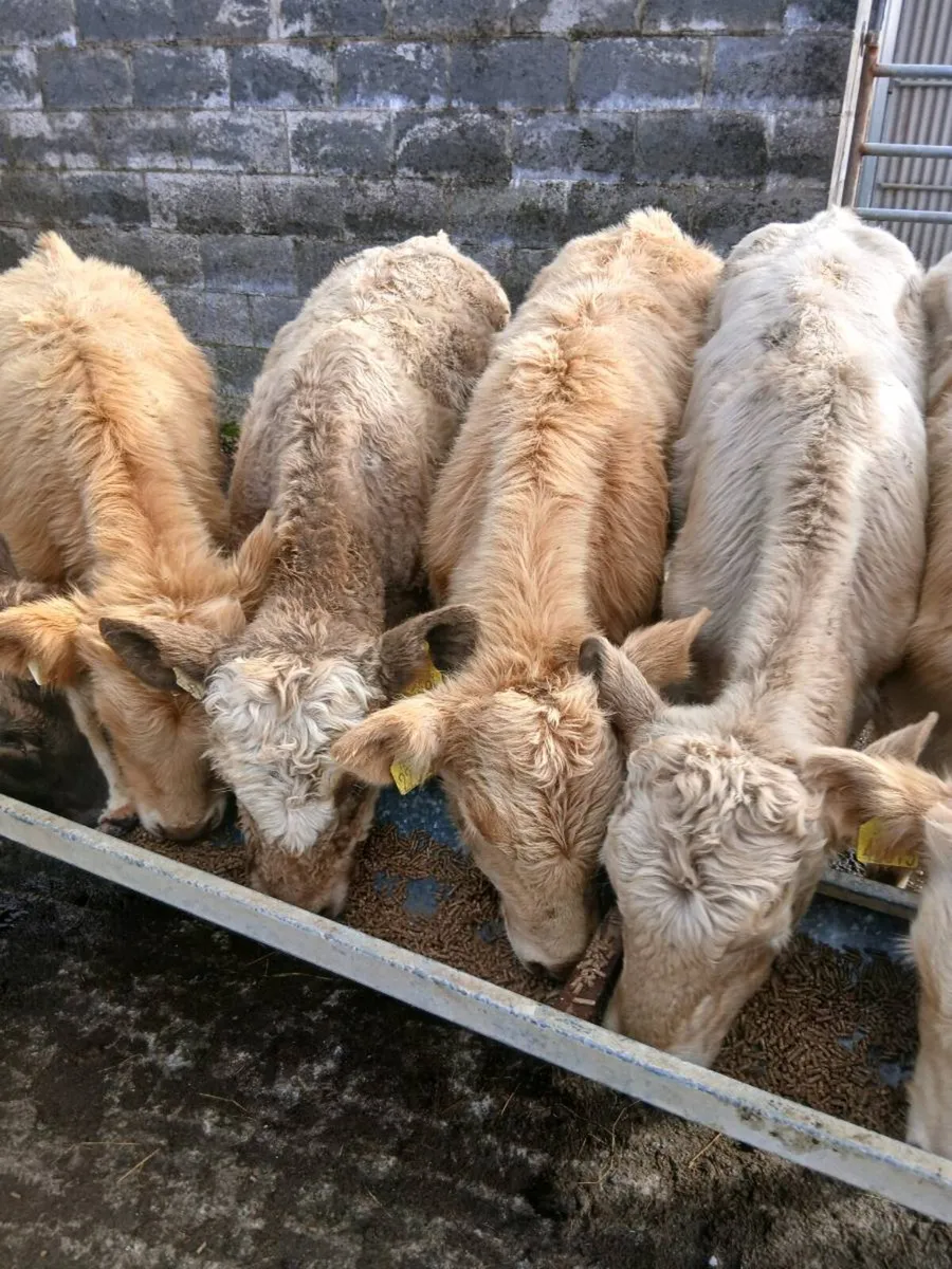 Weanlings - Image 2