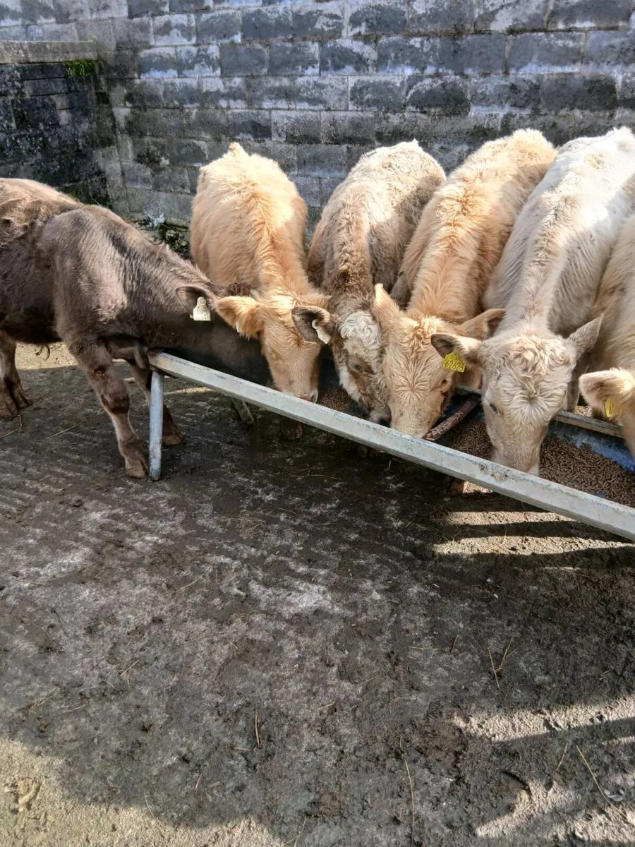 Weanlings - Image 3