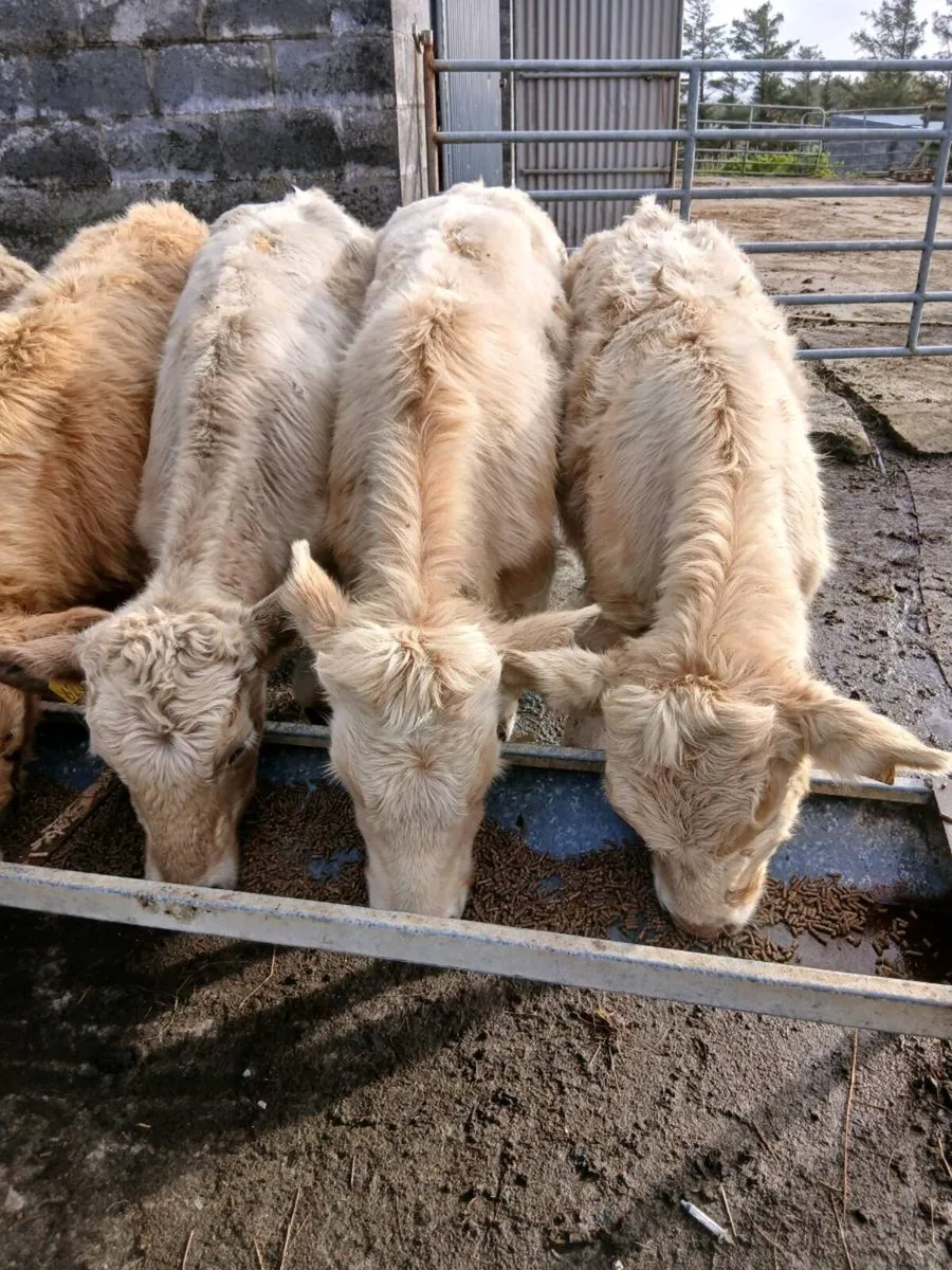 Weanlings - Image 1