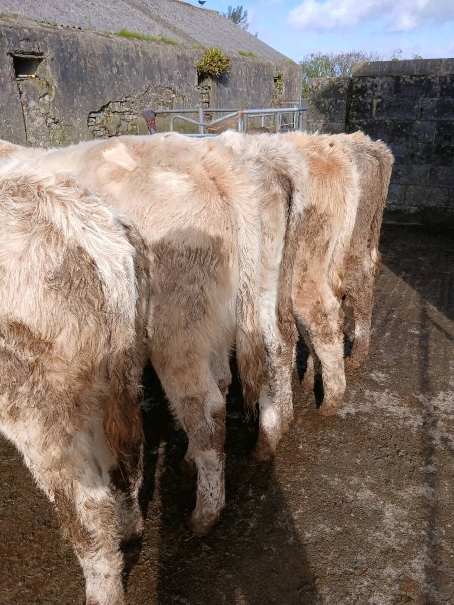 Weanlings - Image 4