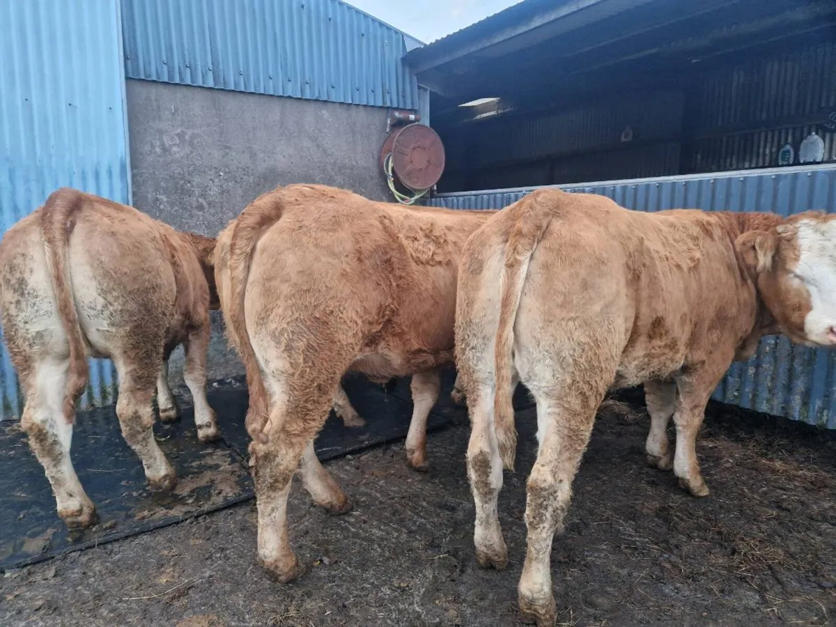 Breeding Heifers - Image 3