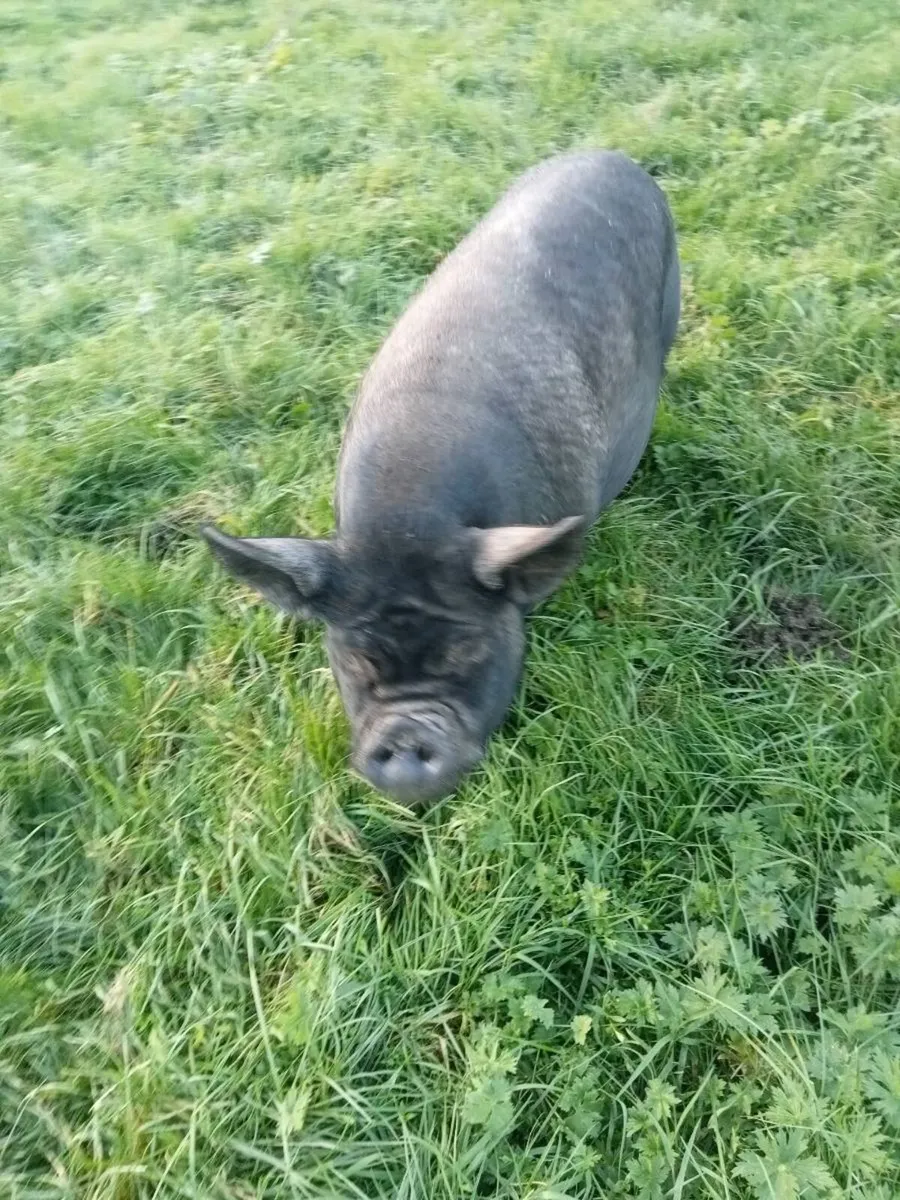 Pigs - Image 1