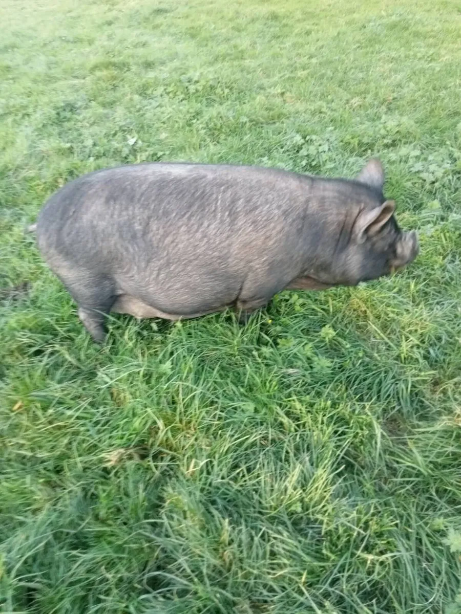 Pigs - Image 2