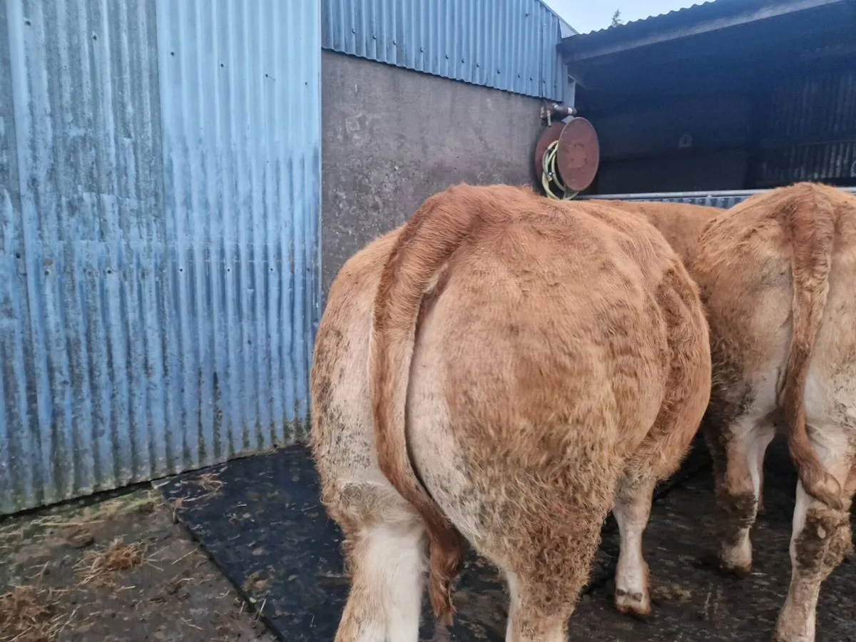 Breeding Heifers - Image 4