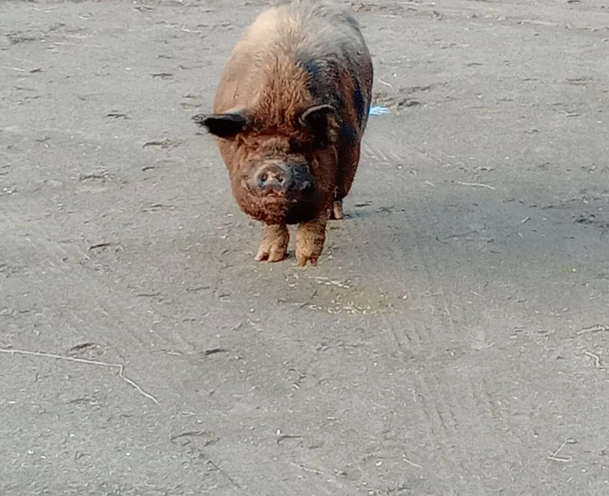 Pigs - Image 3